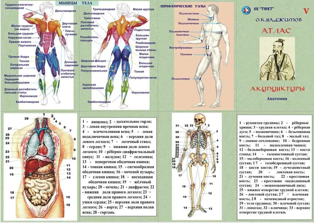 огулов методы функциональной диагностики в висцеральной практике. методы функциональной диагностики огулов книга. огулов функциональная диагностика. методы функциональной диагностики. проекция внутренних органов на лице по огулову.
