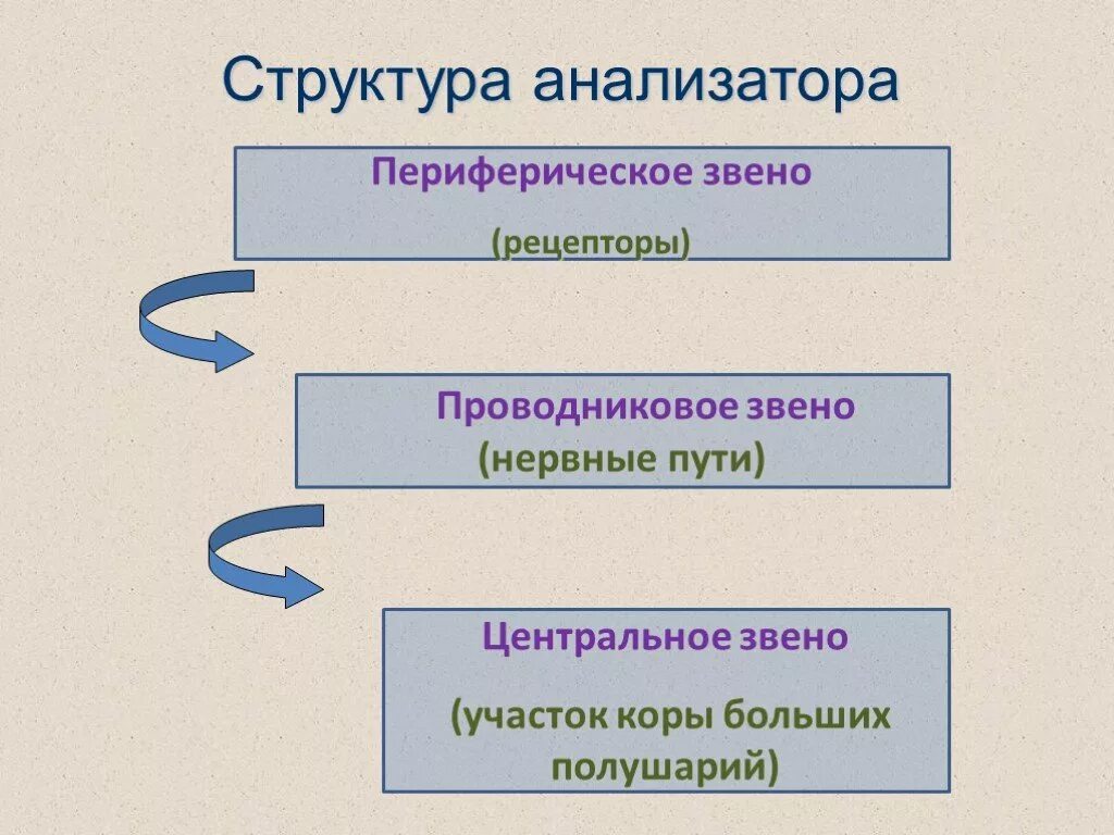 Что входит в состав анализаторов биология. Схема анализатора 3 звена. Структурные звенья анализатора. Звенья анализатора по порядку. Проводниковое звено анализатора.