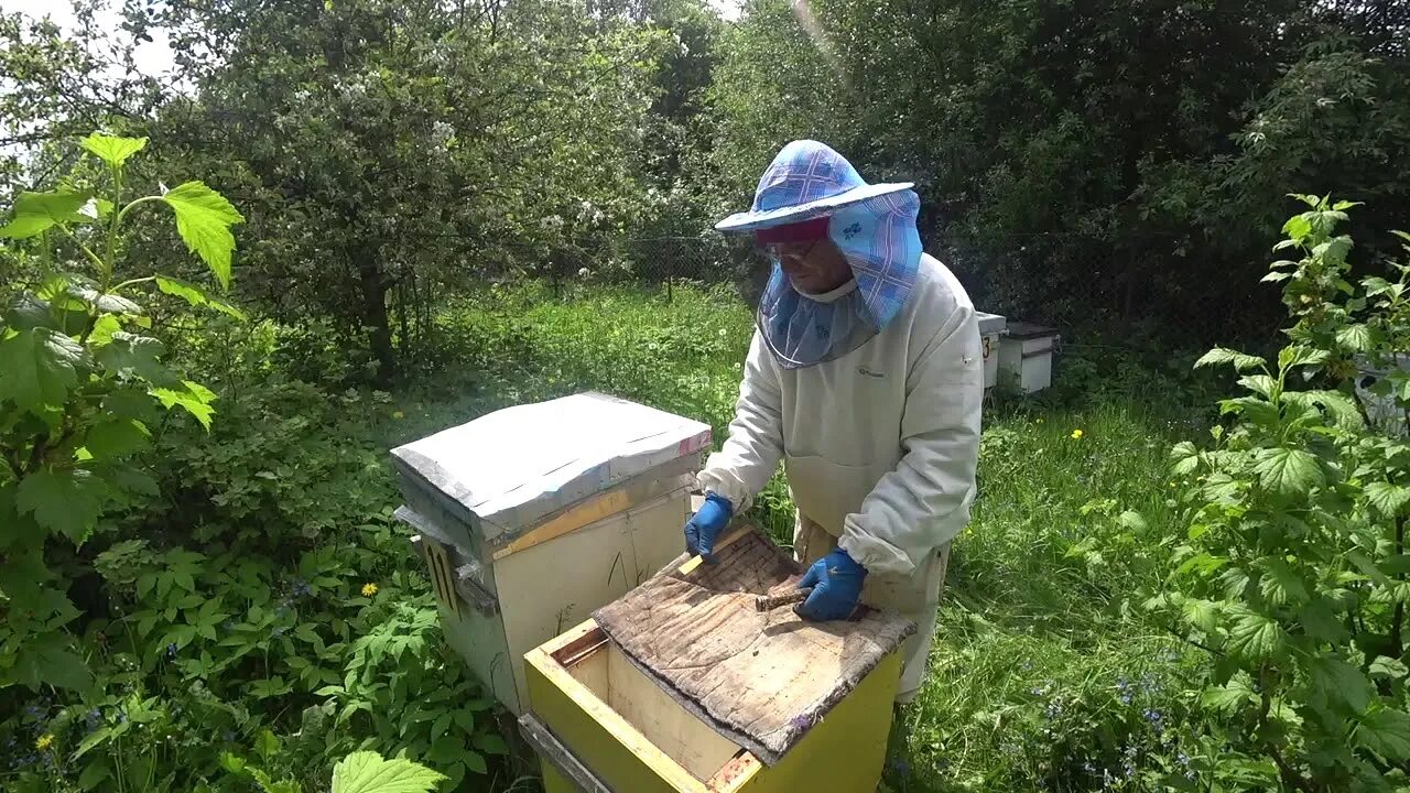 Хвойным пчел. Пасека Лаврова. Профилактика пчел. Обработка от варроатоза. Борьба с варроатоза пчёл.