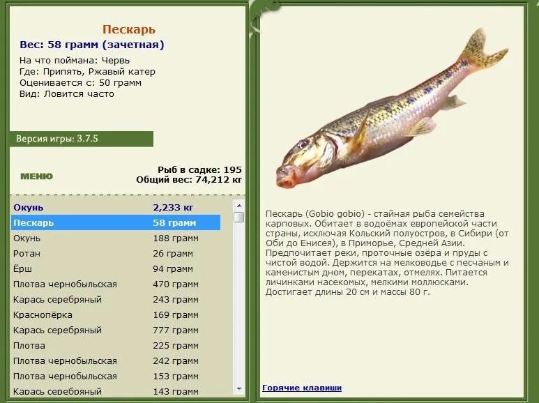 Какую рыбу можно ловить. Максимальный размер пескаря. Пескарь. Пескарь рыба семейства карповых. Пескарь Линь рыба.