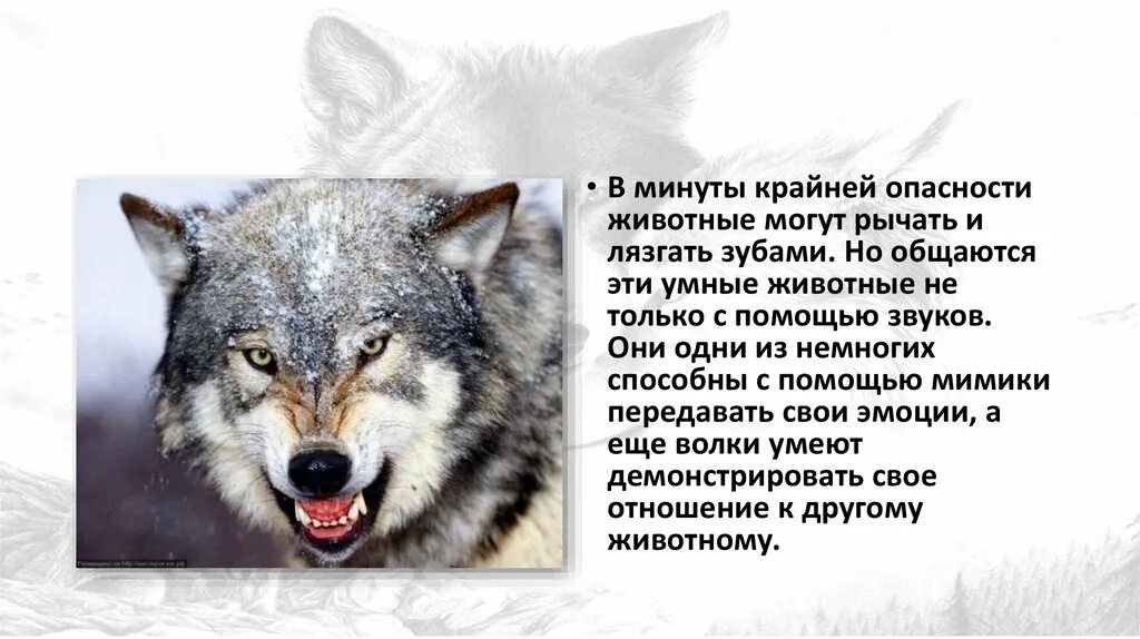 Доклад про волка. Важные факты о волке. Сообщение о волке. Презентация на тему волк.