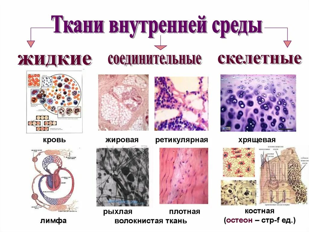 Классификация тканей внутренней среды. . Ткани внутренней среды (кровь, лимфа, соединительные ткани).. Классификация соединительной ткани гистология схема. Виды тканей внутренней среды.