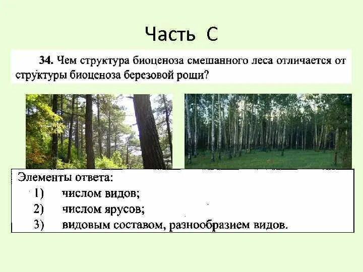 Смешанный лес биоценоз. Пространственная структура биоценоза. Структурные части биоценоза. Структура биоценоза смешанного леса.