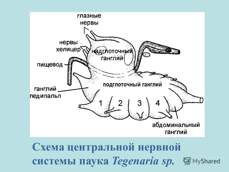 Нервная система паукообразных 7 класс. Нервная система паука крестовика схема. Строение нервной системы паукообразных. Нервная система паука крестовика. Нервнаямсистема паука.