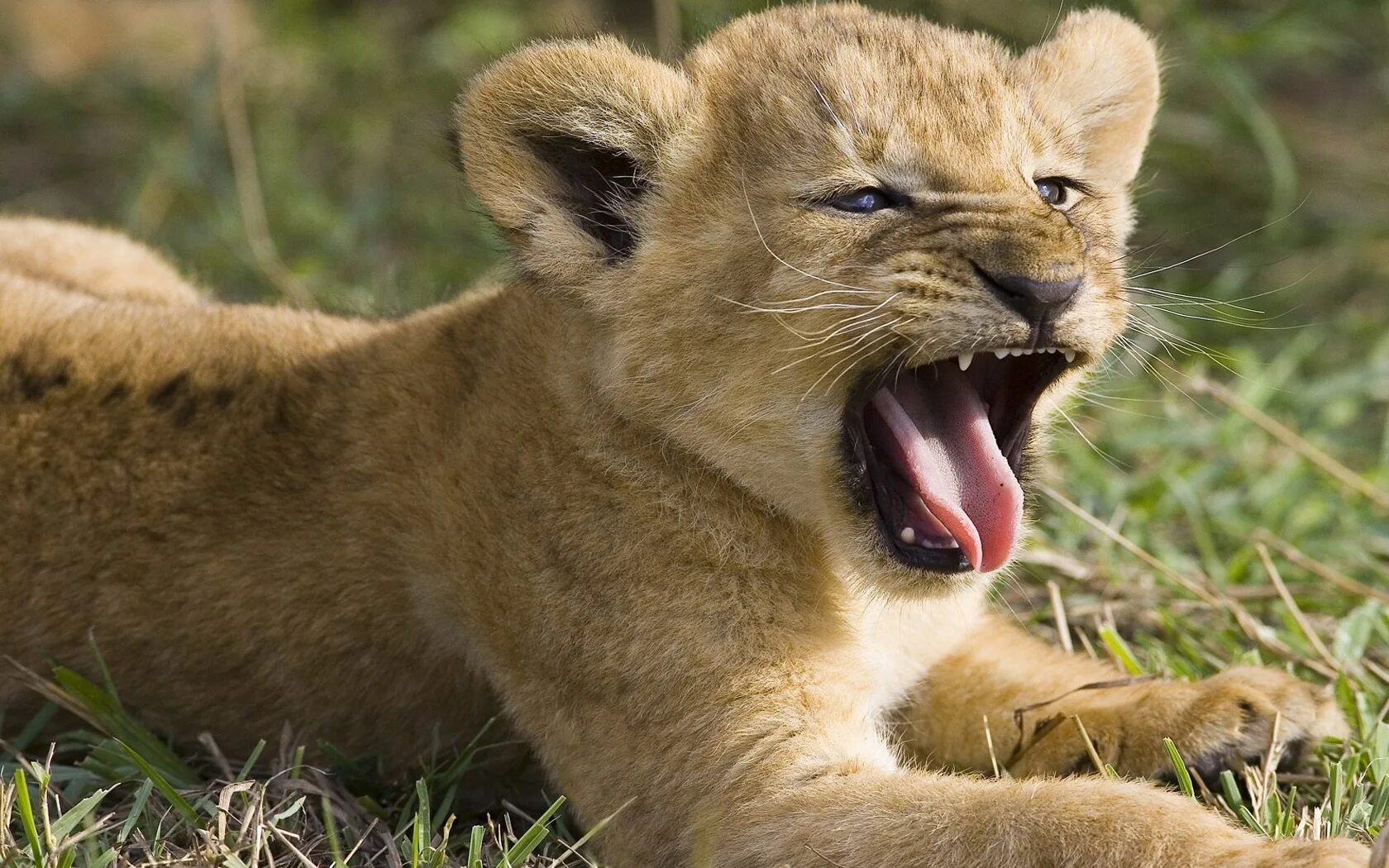 Image animals
