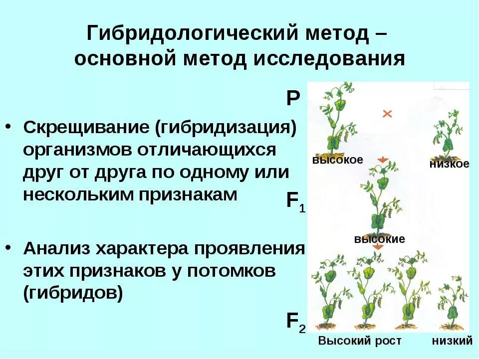 Скрещивание тема по биологии