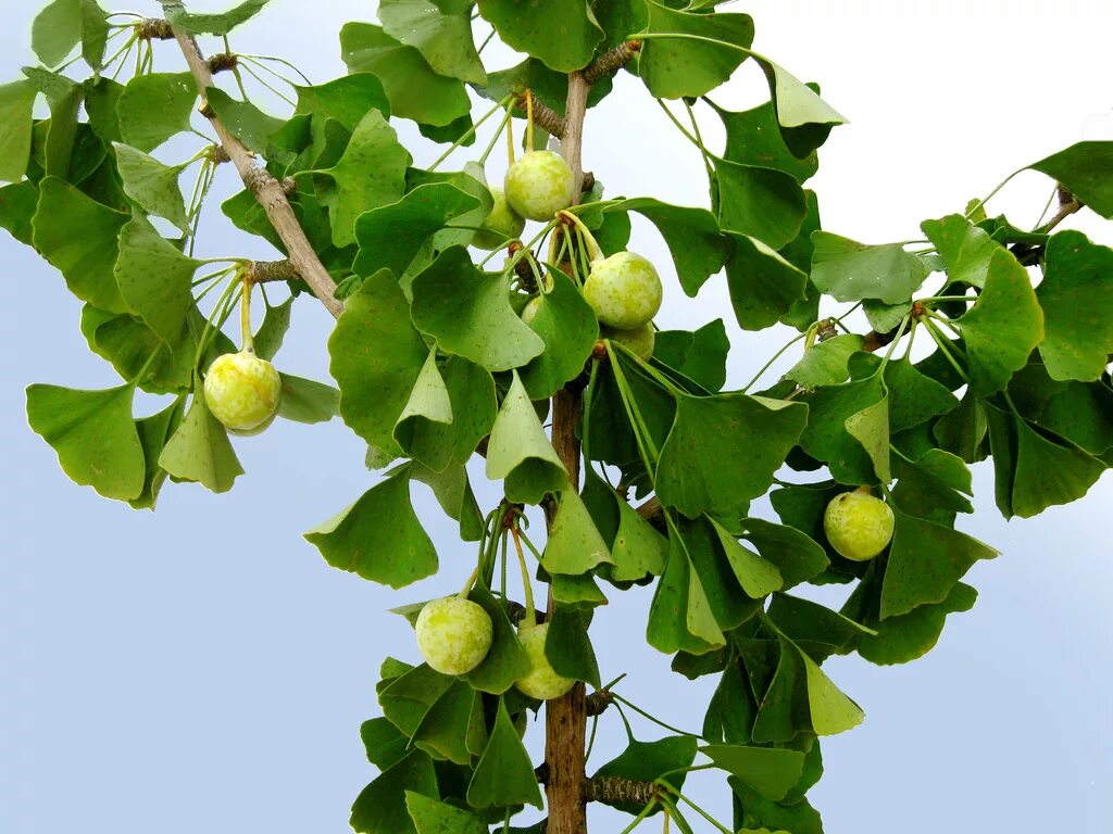 Гинкго двулопастный дерево. Гинкго билоба растение. Гинкго билоба дерево. Гинкго двулопастный (гинкго билоба).