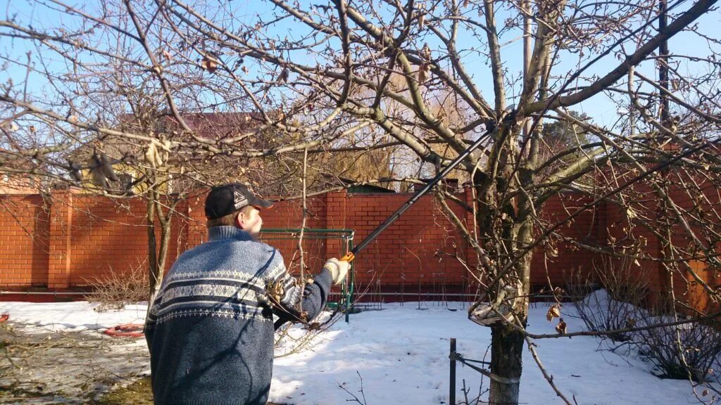 Обрезка запущенной яблони. Кронирование яблонь весной. Обрезка плодовых деревьев. Обрезка деревьев фото. Кронирование старой яблони.