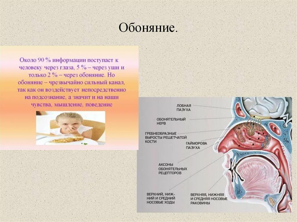 Обоняние. Информация про обоняние. Органы чувств человека обоняние. Обоняние доклад. Органы вкуса и обоняния