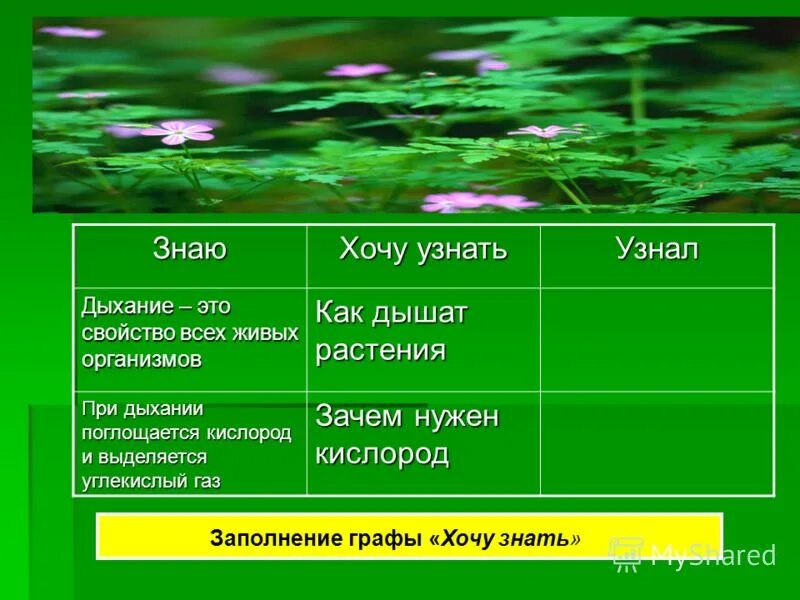 Все живые организмы дышат кислородом. Способы дыхания живых организмов. Дыхание свойство живых организмов. Типы дыхания у растений. Дыхание растений 6 класс биология.