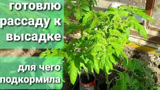 Подкормка рассады томатов для корневой системы. Удобрение для рассады. Сад огород своими руками подкормка томатов. Рассада помидор виглит.