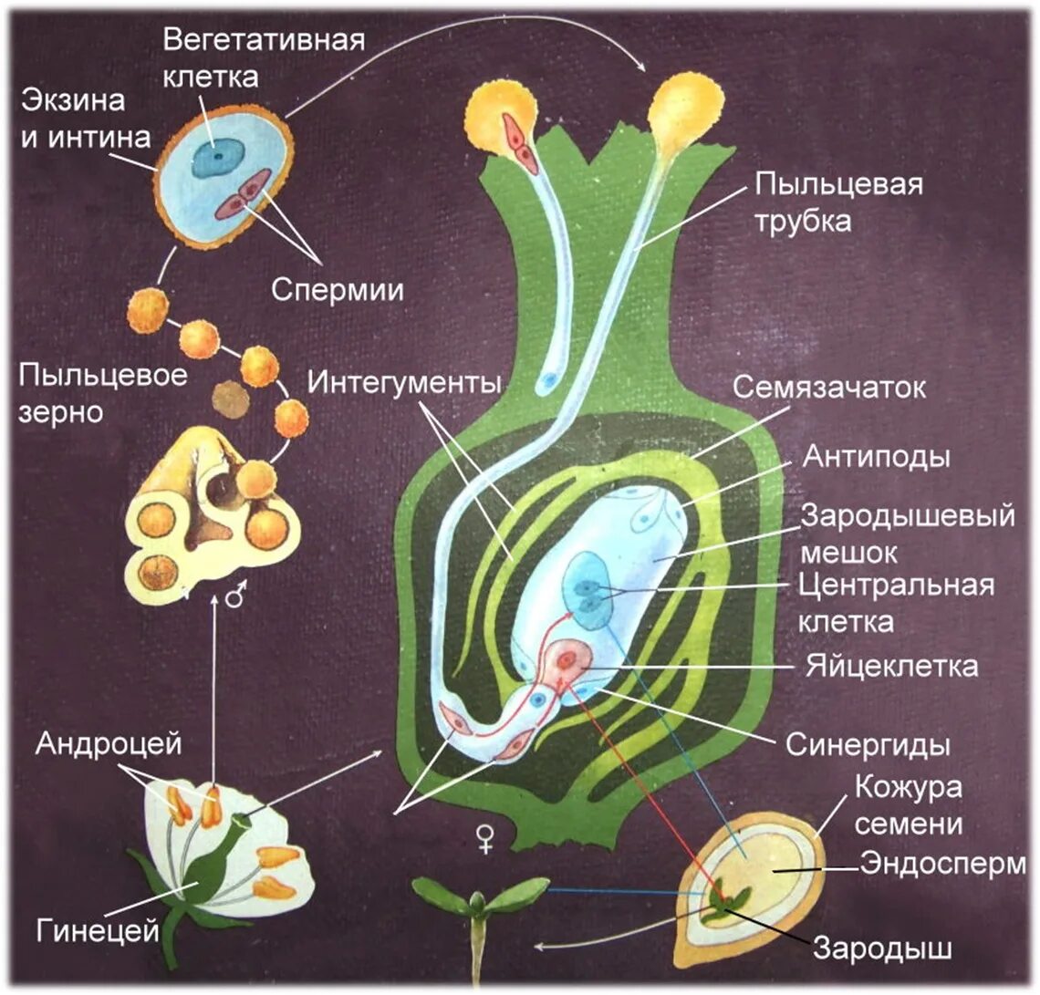 1 пыльца образуется в. Оплодотворение покрытосеменных растений схема. Механизм двойного оплодотворения у цветковых растений. Яйцеклетка покрытосеменных растений функции. Вегетативная клетка пыльцевое зерно зародышевый мешок.