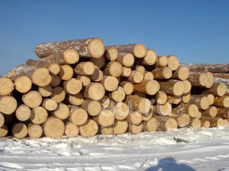 Цена на дерево в области. Лес кругляк Пиловочник. Лес Пиловочник сосна. Лес тонкомер Пиловочник. Пиловочник кругляк ель.