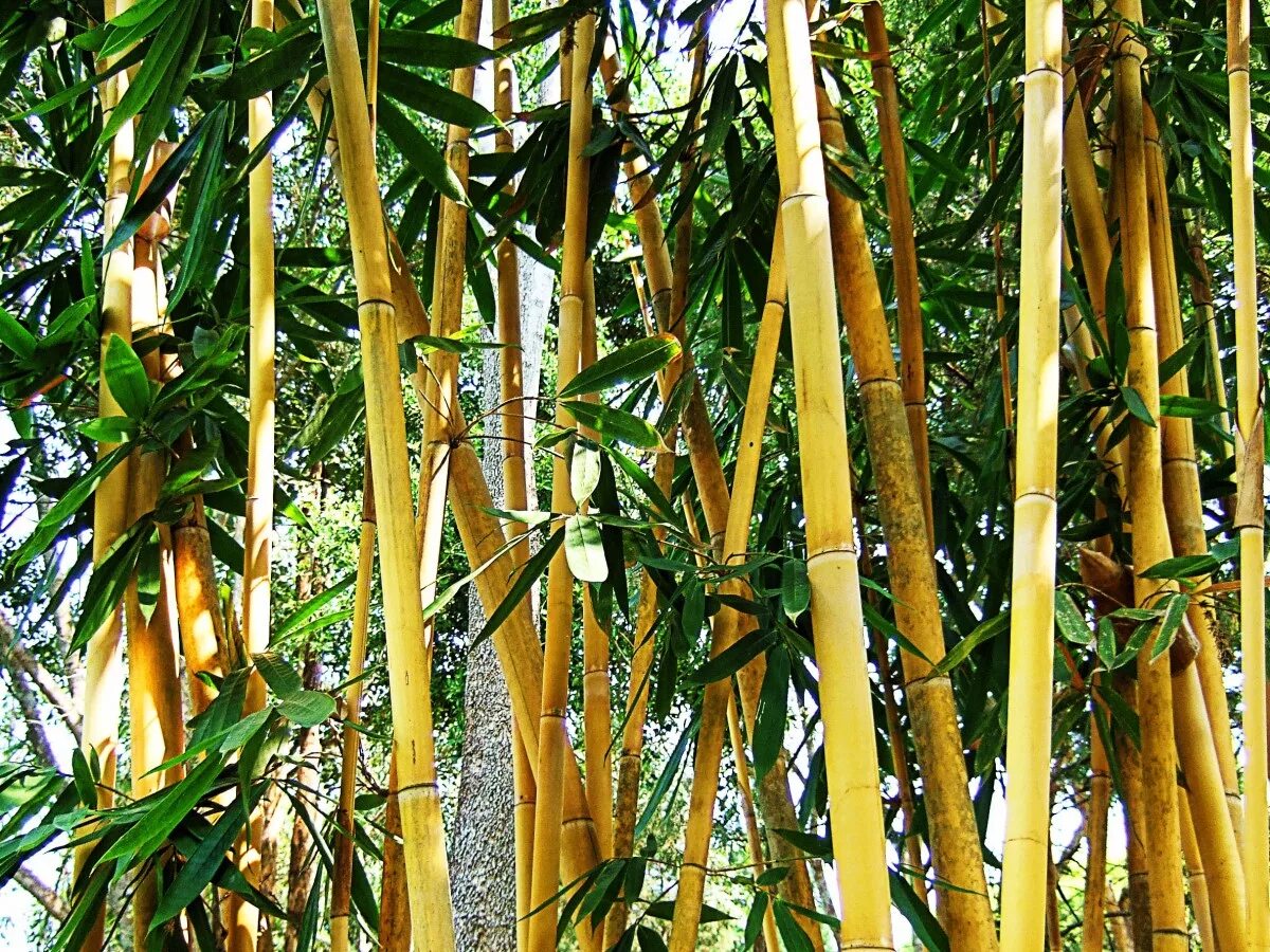 Бамбук это растение. Бамбук дарахти. Мао-бамбук. Бамбук, Пальма, Кипарис, эвкалипт. Бамбук Вьетнам.