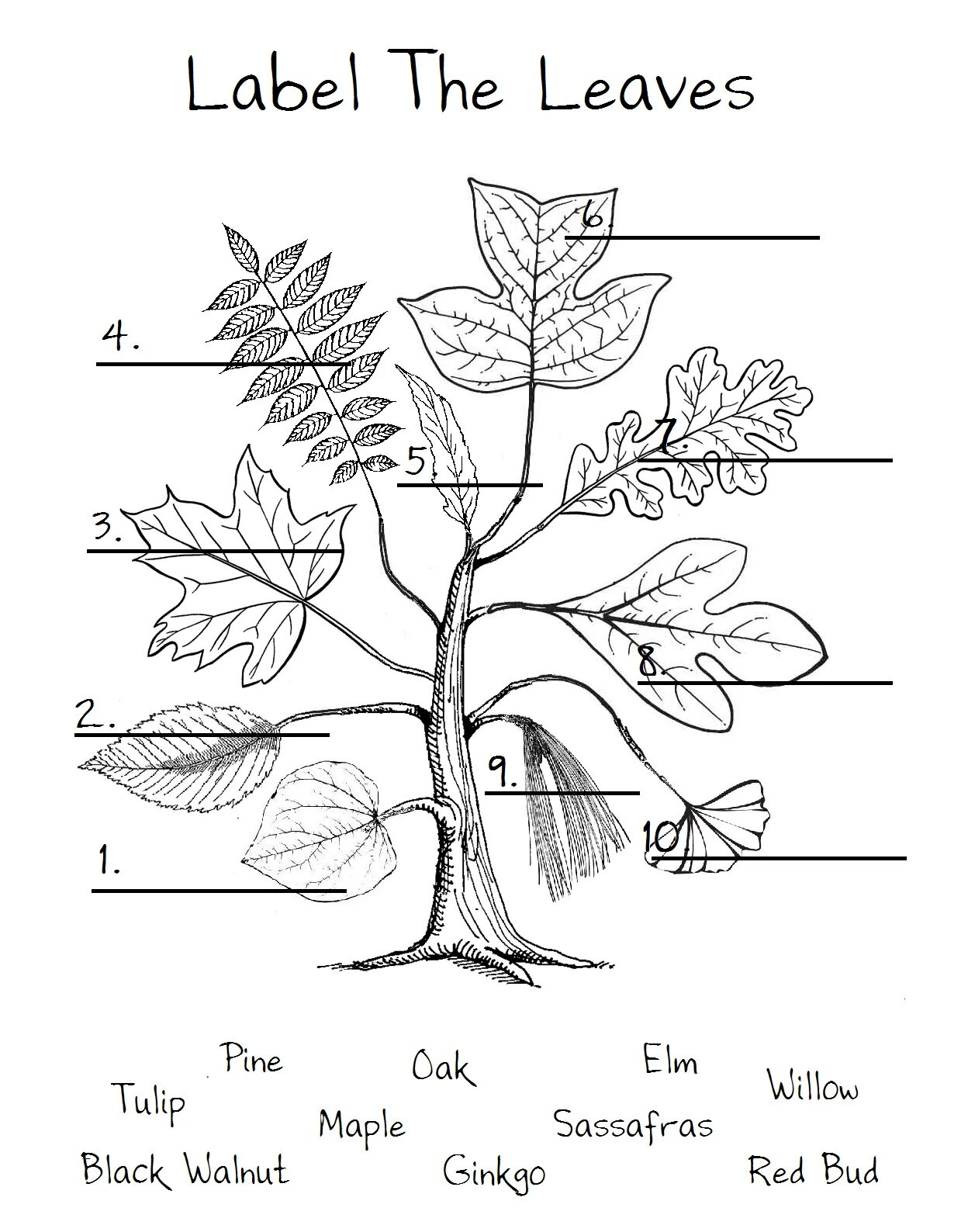 Plants kinds. Задания на тему деревья. Trees leaves Worksheets for Kids. Plants and Trees Worksheets. Деревья на английском.