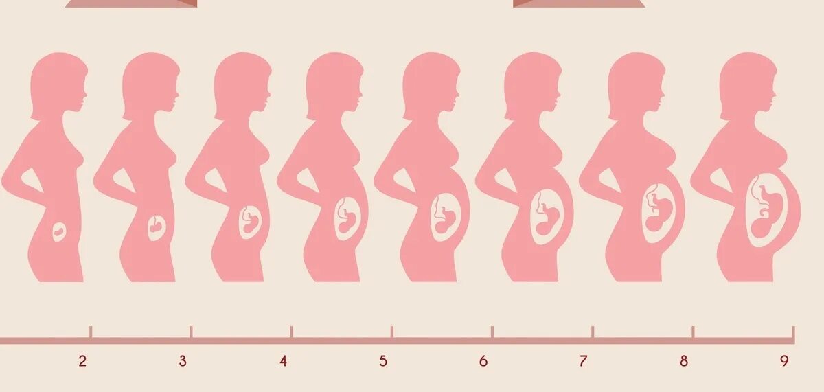 Беременность 1 9 месяцев. Размеры матки в 1 триместре беременности. Схема развития беременности по неделям. Стадии развития плода при беременности по неделям. Расположение ребенка в животе по неделям.