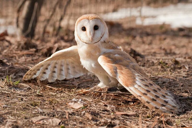 птица из семейства совиных на букву н. птица из семейства совиных на букву н. совы рязанской области. птица из семейства совиных на букву н. рыбный филин (bubo blakistoni.