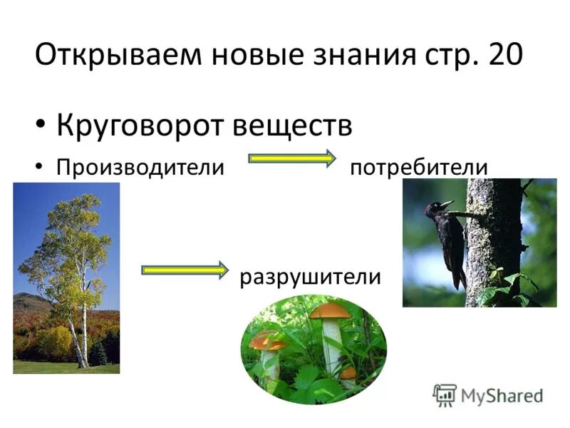 Производители потребители и разрушители органических веществ