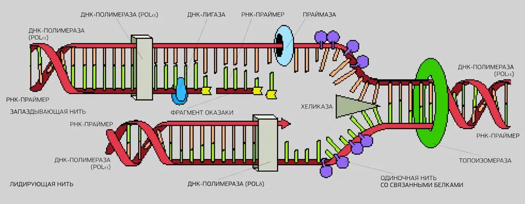 Репликативные днк полимеразы