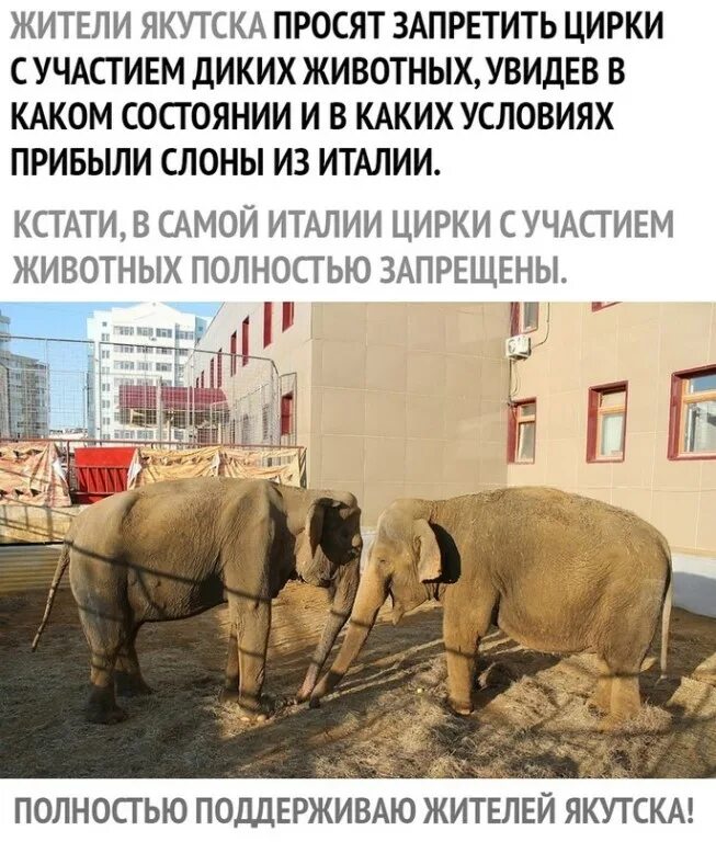 Читать полностью запрет на вмешательство. Запретили животных в цирке. запрет цирков с животными. запретить цирки. в каких странах запрещены цирки с животными.
