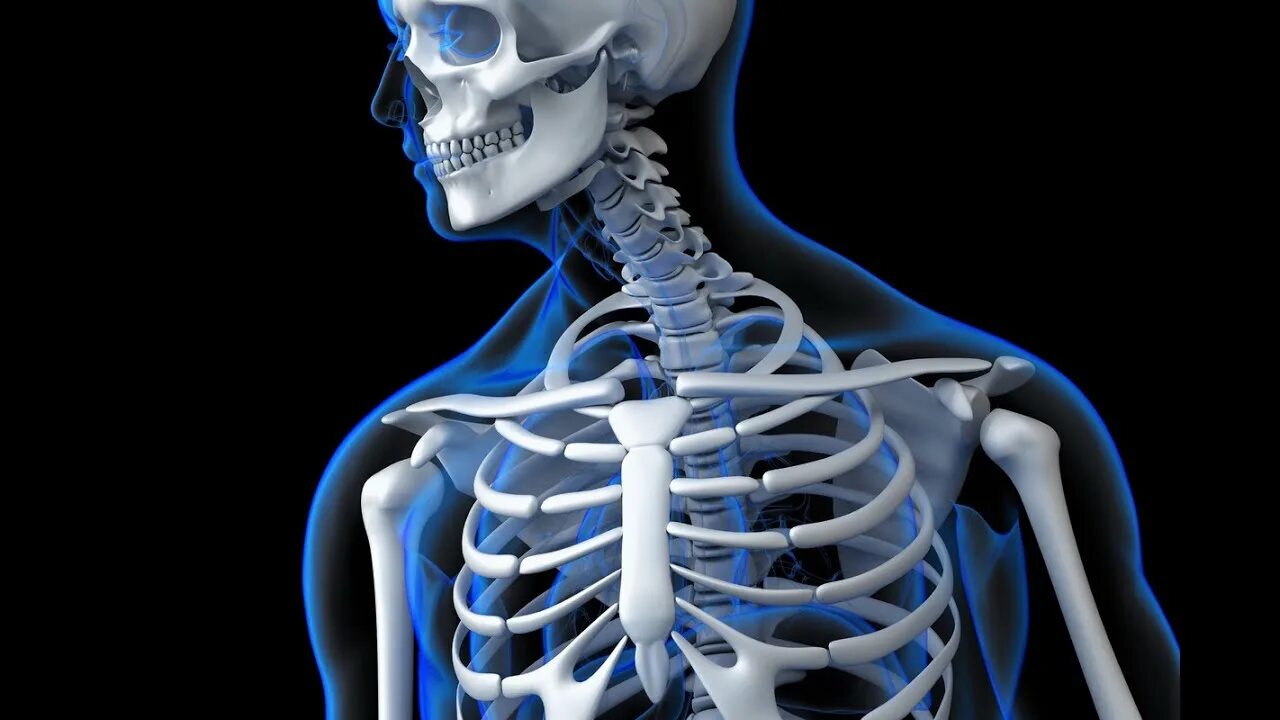 Скелет человека. Скелет человека медицинский. Фотографии скелета человека.