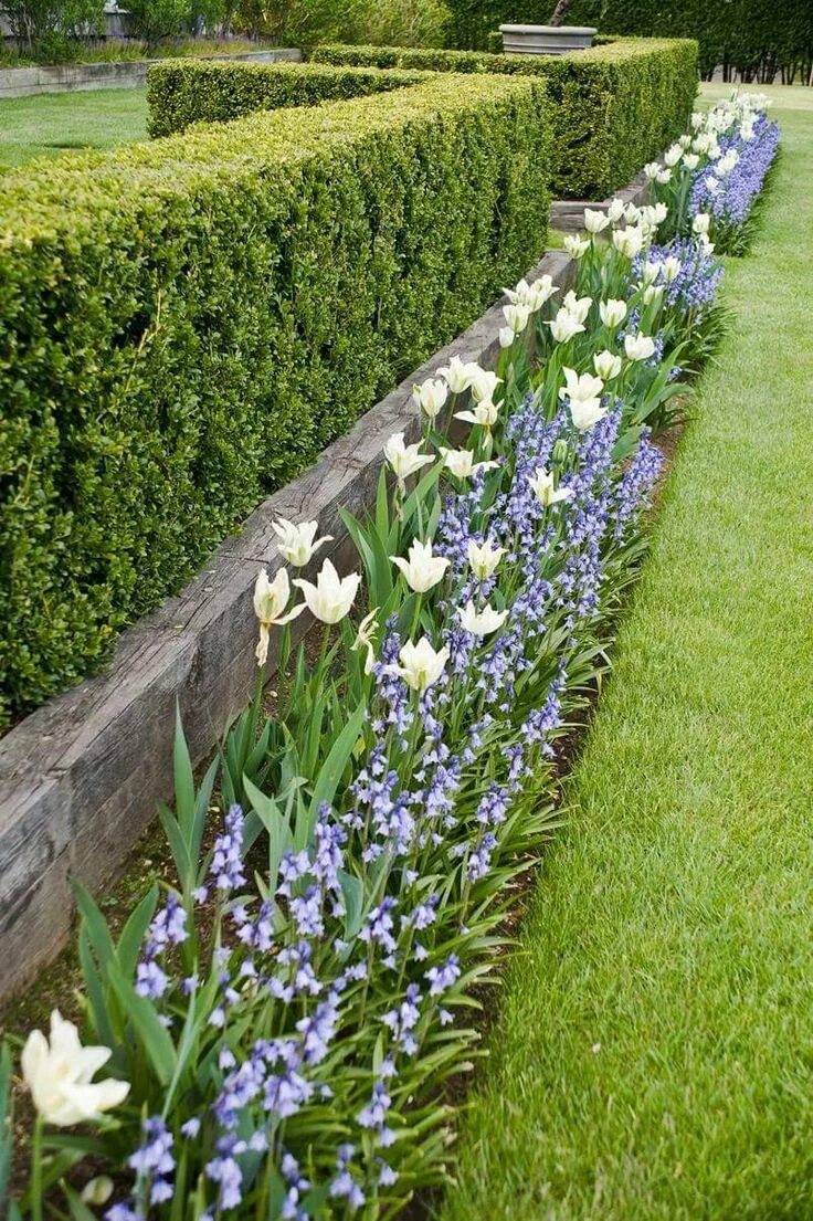 Iris, Phlox and Creeping Jenny welcome spring. Iris garden, Outdoor gardens desi