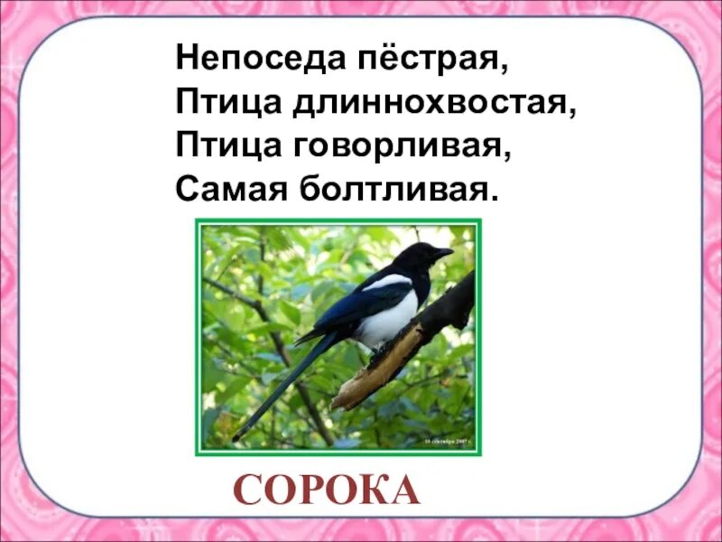 Загадка про сороку. Стих про сороку. Загадка про сороку для детей. Непоседа пестрая птица длиннохвостая.