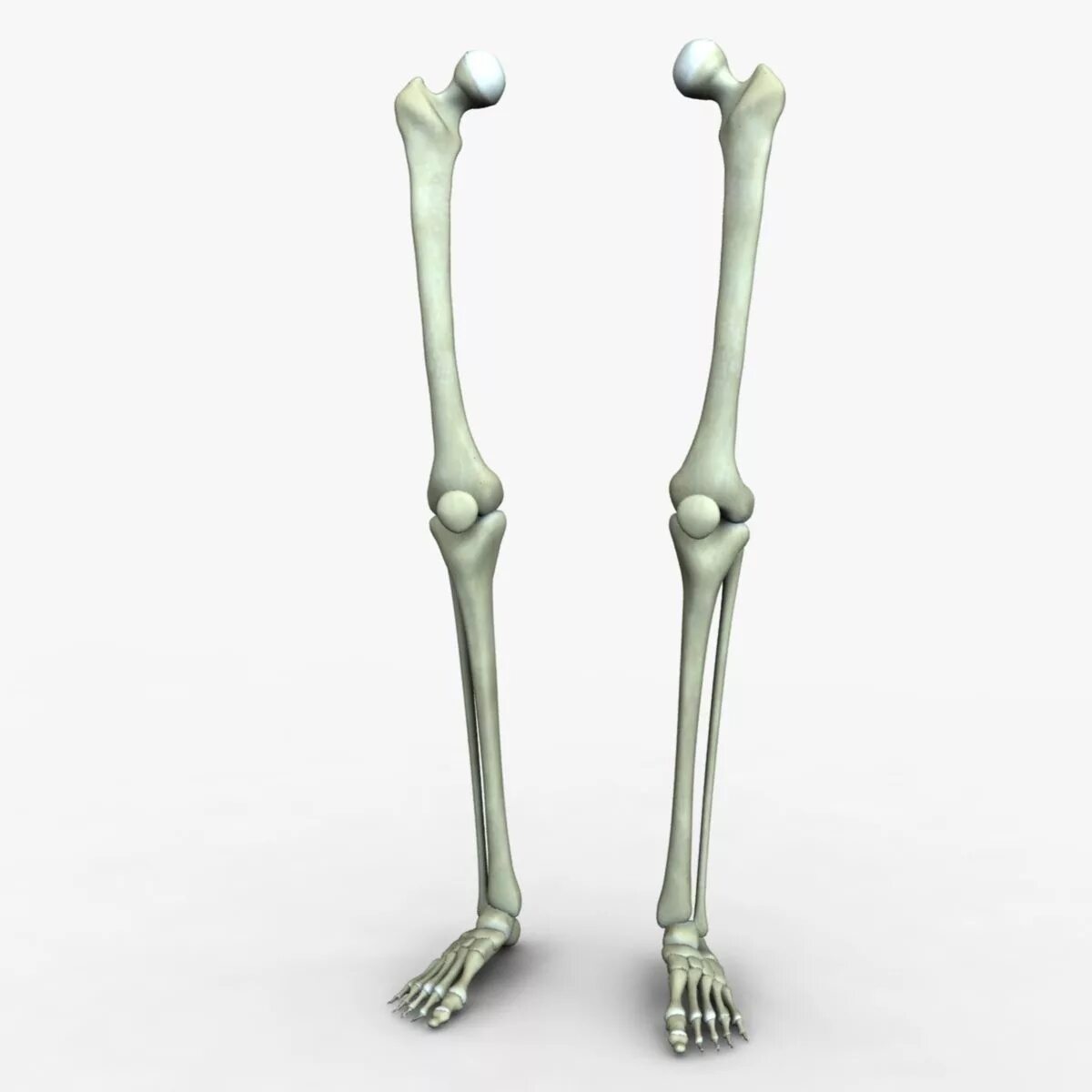 Bone 3d