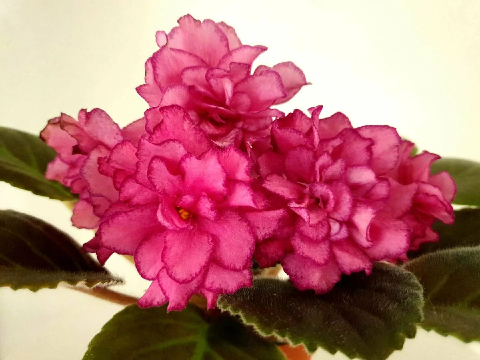 Сорт фиалки золотая роскошь. Фиалка сорт роскошь. Фиалка ле ванильное небо. Фиалка аленький цветочек. Фиалка сорт роскошь.