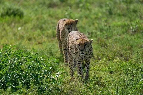 Safari like