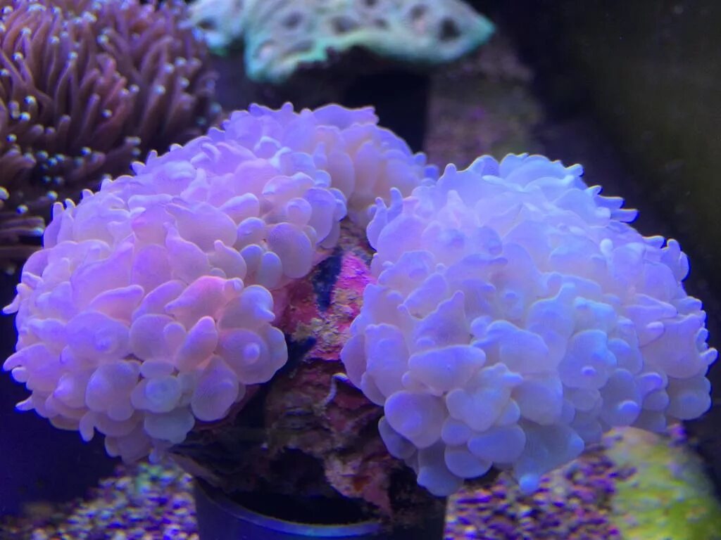 Морские кораллы. Живые кораллы. Кораллы в морском аквариуме. Синий коралл.