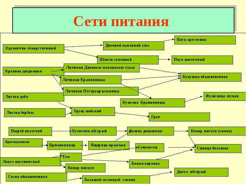 Сеть питания. Сеть питания примеры. Пищевая сеть примеры.