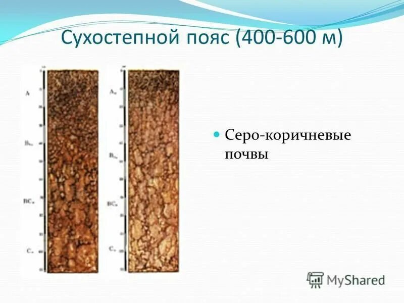 почвенный профиль коричневых почв. почвенный профиль коричневых почв. почвенный профиль коричневых почв. бурые горно-лесные почвы крыма. почвенный профиль бурых почв.