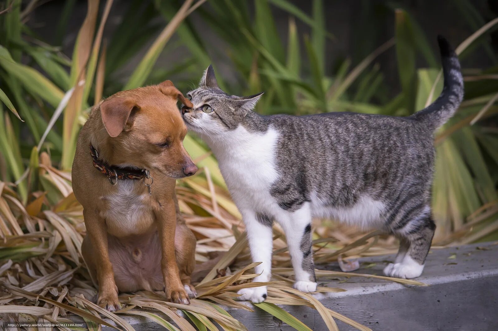 Dog and cat playing. Буся кошечки собачки. Кошечки собачки Максик. Кот и собака. Кошечки собачки Вики.