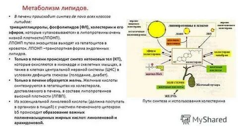 Синтезируются в клетках печени ответ