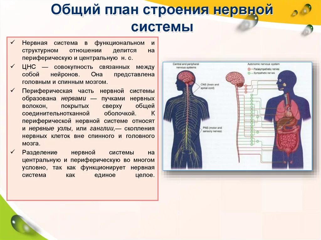 Общий план строения нервной системы схема. Общий план строения нервной системы человека анатомия. Структура и функции нервной системы человека. Принципы строения нервной системы. Нервная система строение функции отделов