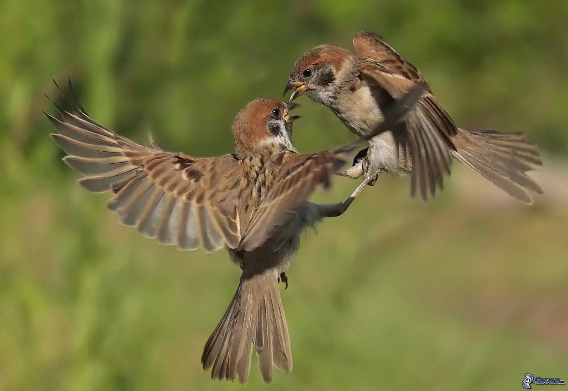 Австралийский воробей. Домовой воробей. Птицы в зависимости от среды обитания. Воробей птица. Внешний вид воробья.