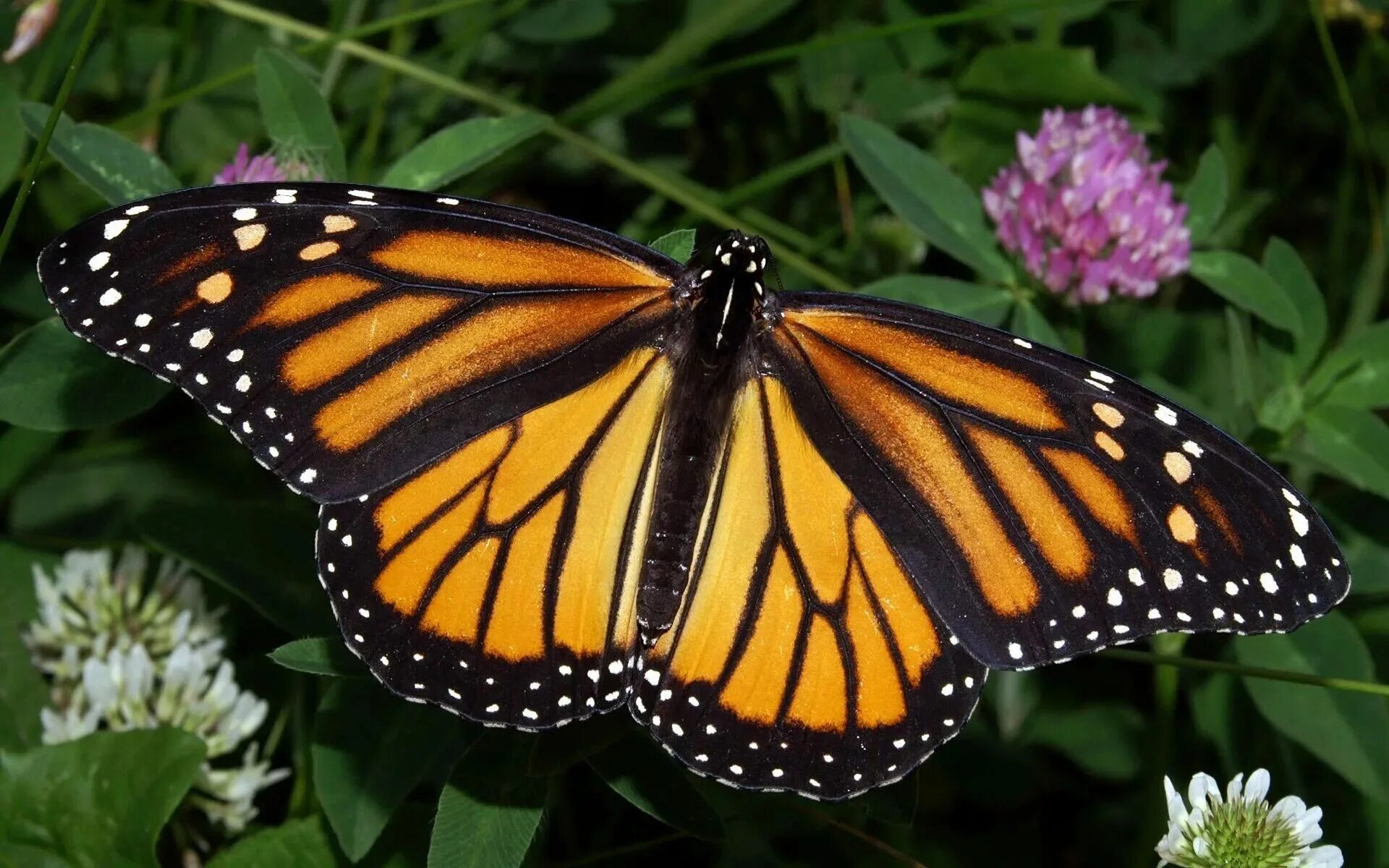 Покажи видео бабочек. Бабочка Монарх Баттерфляй. Бабочки-монарха Danaus plexippus. Данаида Монарх. Бабочка Данаида.