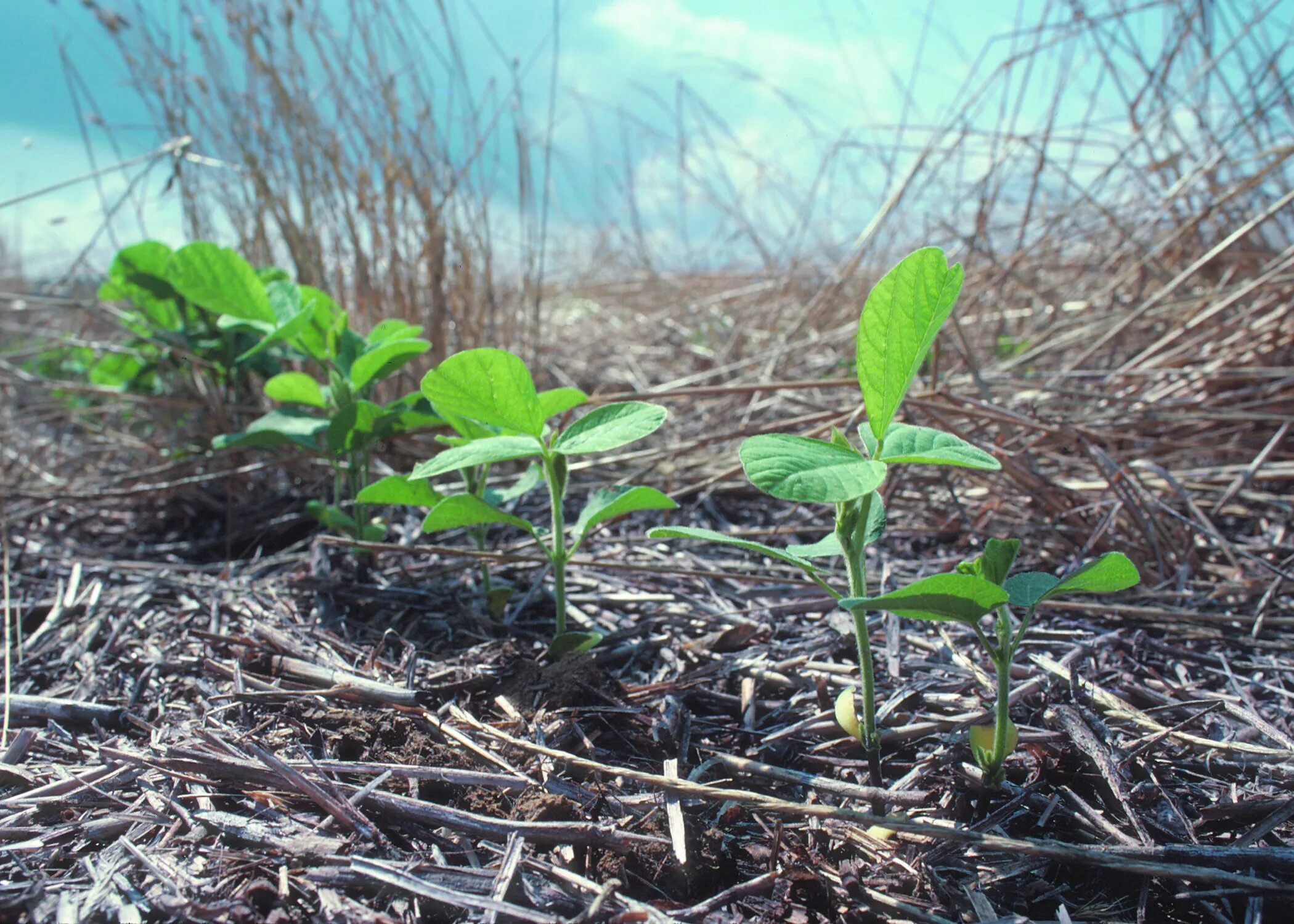 Мульча no till. Остатки растений. Растительные остатки в почве. Пожнивные остатки.