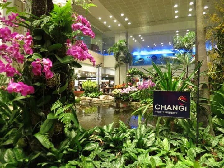 Аэропорт Сингапура Чанги сад орхидей. Сад бабочек в аэропорту Чанги, Сингапур. Аэропорт Чанги сад бабочек. Аэропорт Сингапур бабочки.