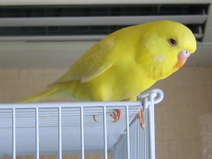 Волнистый попугайчик желтый. Восковица у желтых волнистых попугаев мальчиков. Волнистые попугаи канареечный окрасы. Лаймовый волнистый попугай. Волнистик лютино.