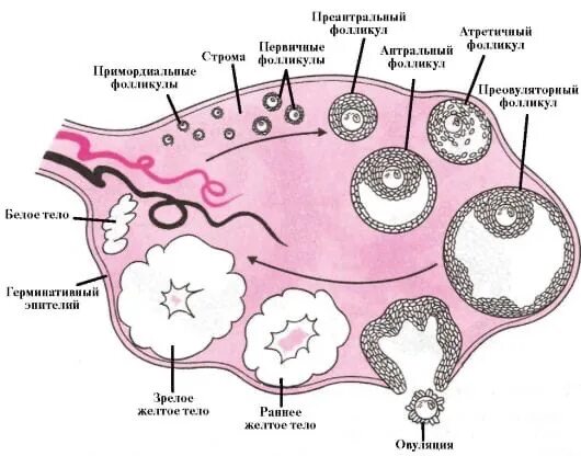 3 5 фолликулов в яичнике. Строение яичников у женщин. Преантральные фолликулы. Строение яичника оболочки. Яичник анатомия строение внешнее.