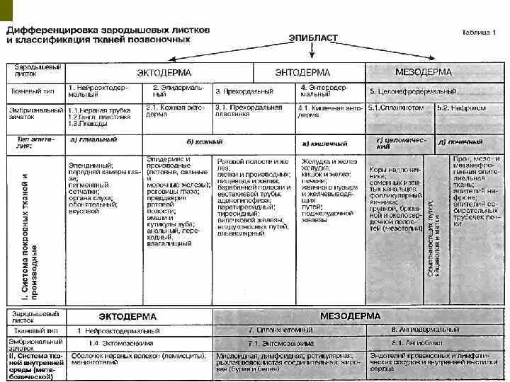 Характеристика тканей человека таблица. Классификация эпителиальной ткани таблица. Эпителиальная ткань таблица. Классификация соединительной ткани гистология схема. Классификация тканей гистология таблица.