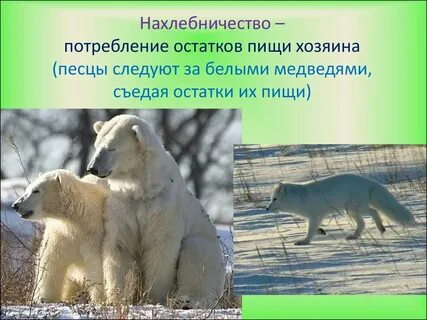 Нахлебничество в экологии