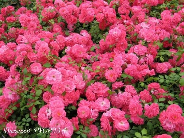 Сорт бонапарт. Томат бонапарт сады россии. Сорт бонапарт. Томат бонапарт вилморин. Сорт бонапарт.