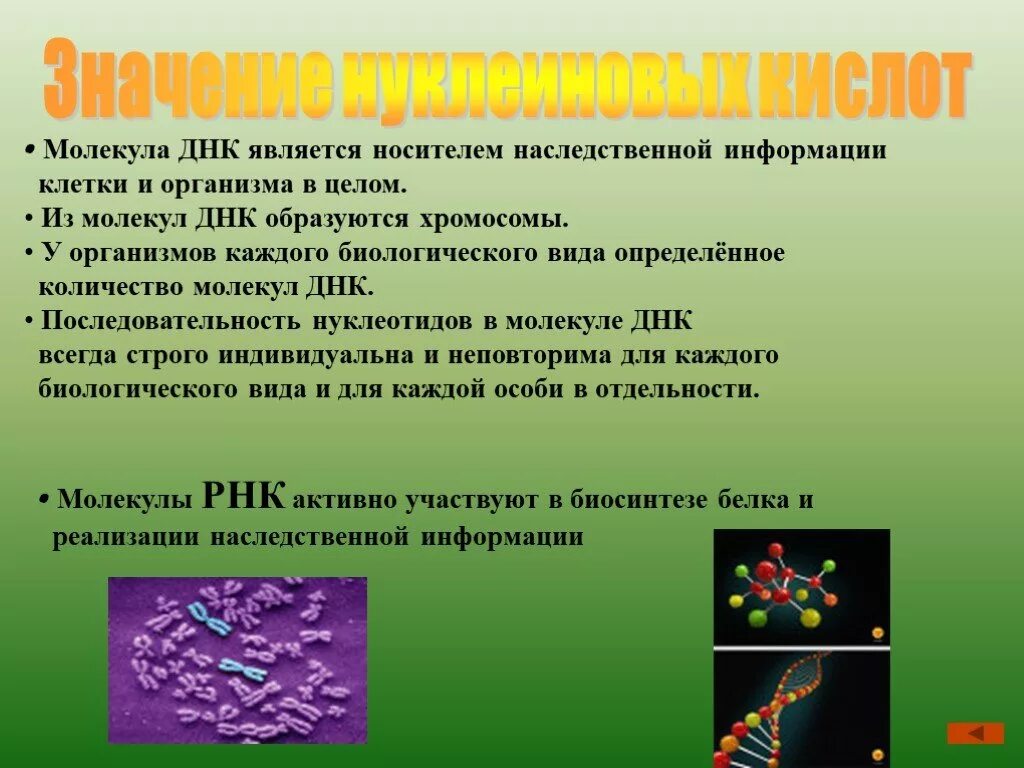 Белки наследственная функция. Строение нуклеиновых кислот биология 10 класс. ДНК носитель наследственной информации. Значение нукле новых кислот.