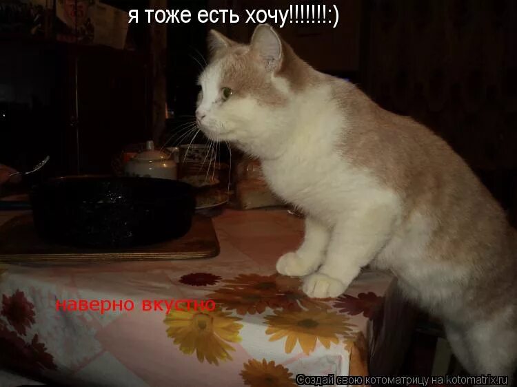 котики для поднятия настроения. когда устал на работе. я тоже хочу картинки. завтра на работу юмор. картинка я тоже.