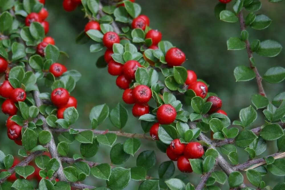 Кизильник съедобный. Кизильник алаунский. Кизильник (Cotoneaster). Кизильник киноварнокрасный. Кизильник Cotoneaster horizontalis.