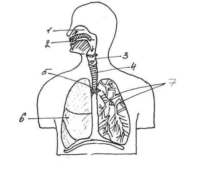 Органы обеспечивающие дыхание человека. Органы дыхательной системы человека. Строение дыхательной системы. Система органов дыхания человека схема. Схема дыхательной системы человека 8 класс.
