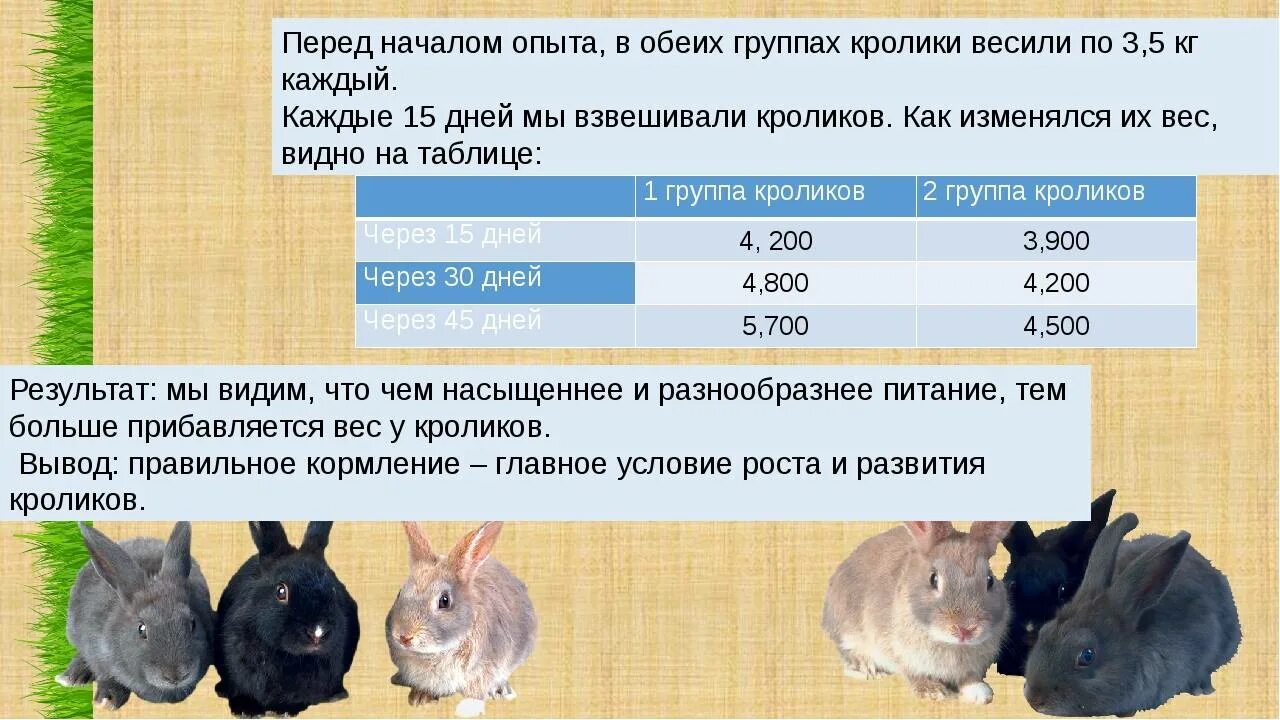 Сколько живет самец. Рацион кроликов. Рацион кормления кроликов. Сколько кормить кроликов. Сколько нужно кормить кролика.